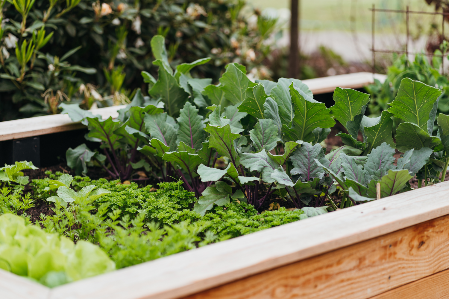 Raised Garden Beds/Planters