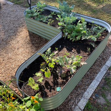 Companion Planting in Raised Garden Beds: What to Plant and When