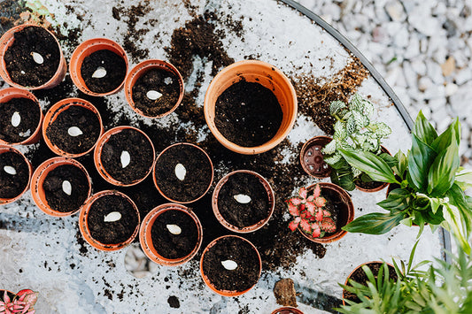 How to Start Growing Your Own Vegetables from Seeds