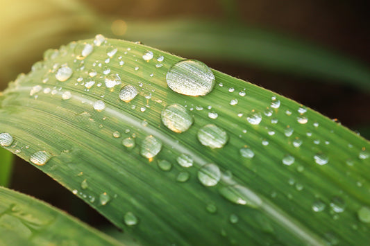 The Environmental Benefits of Harvesting Rainwater