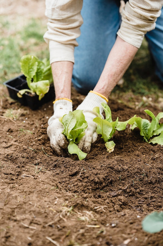 10 Tips to Increase the Yield in Your Vegetable Garden