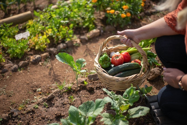 10 Best Vegetables to Grow in the Spring