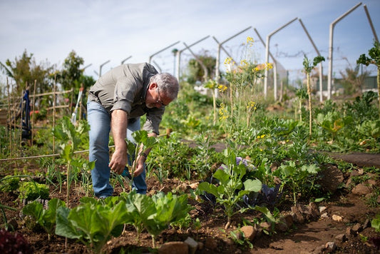 Do's and Don'ts for Planning Your Fall Garden