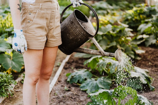 How to Grow Organic Produce During a Drought