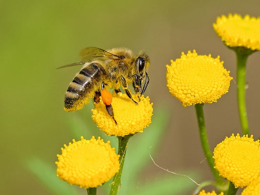 How to Attract Bees to Your Vegetable Garden