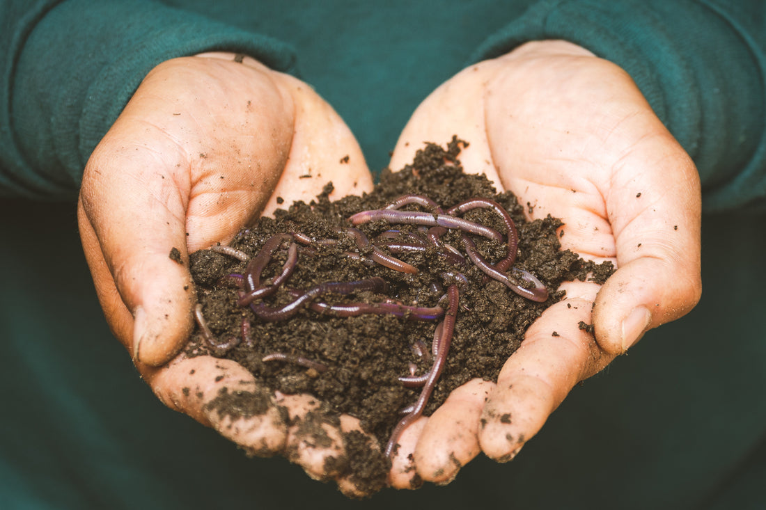 Winter Composting 101