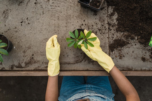 How to Design a Beautiful Garden on a Budget