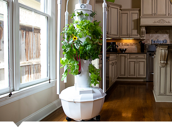 Indoor Growing